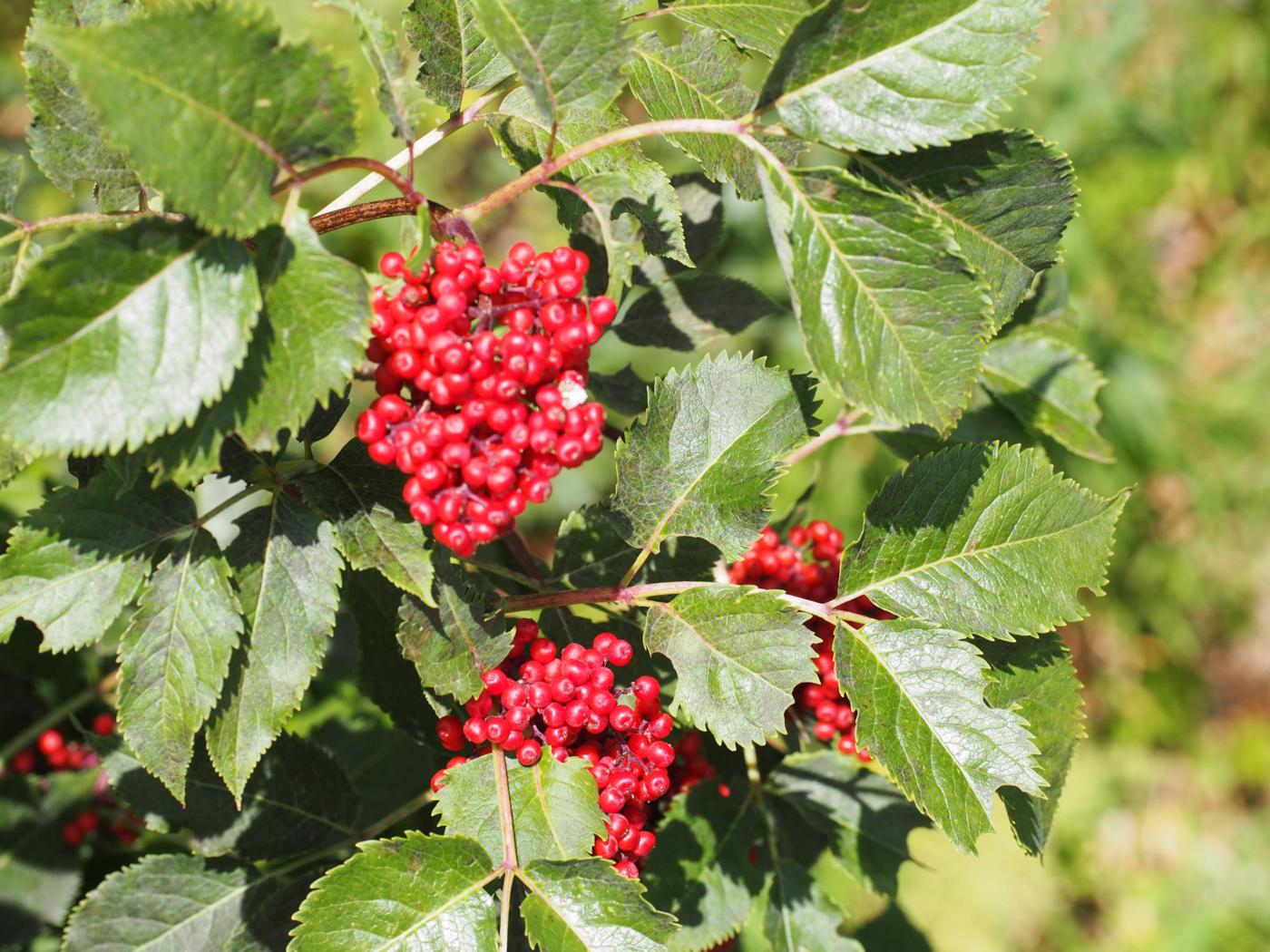 Elder, Red fruit